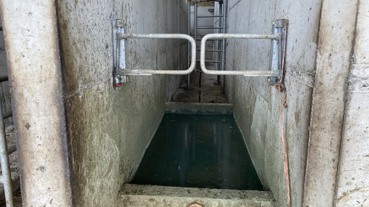 Getting maximum benefit from footbathing your cows