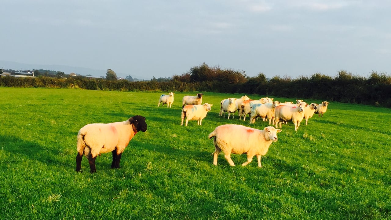 New breeding values for abattoir traits to be revealed by AHDB