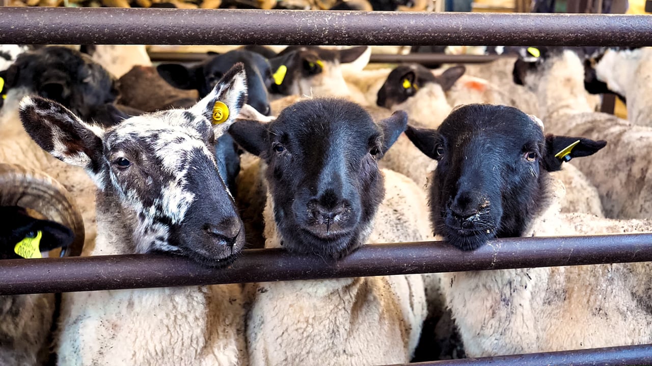 Wales eases bluetongue restrictions for autumn sales