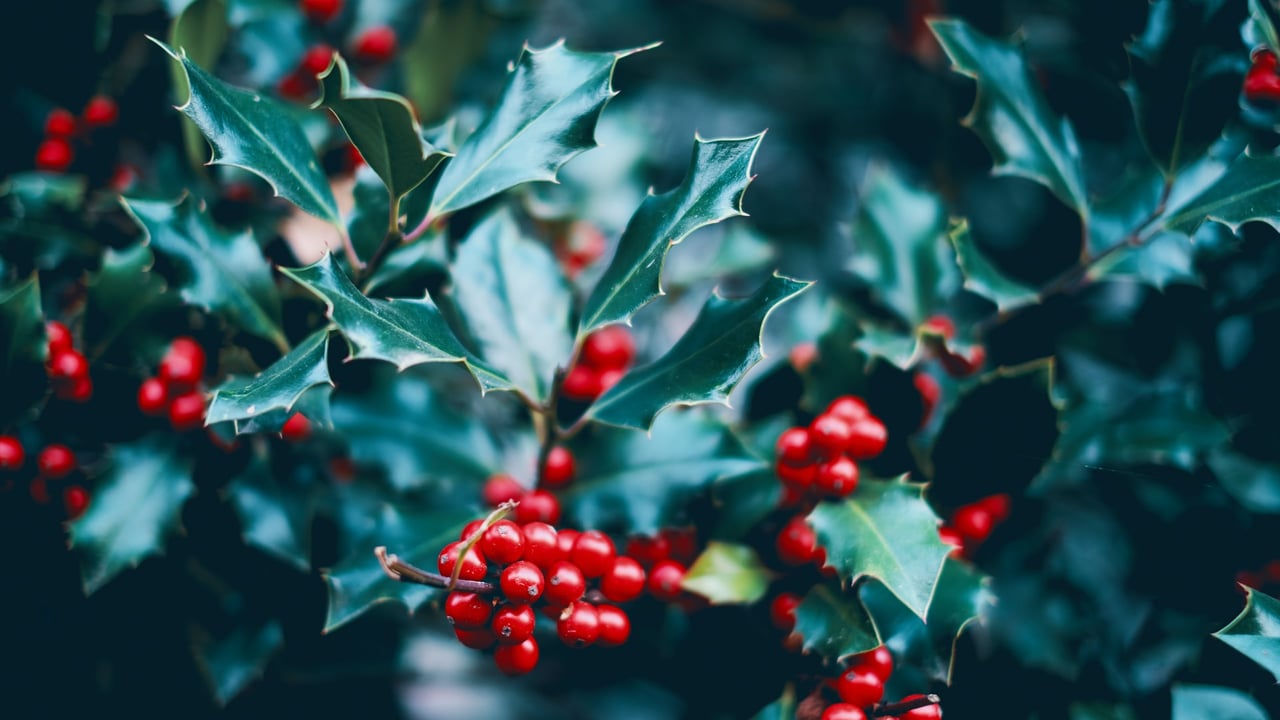 Holly wreath or sprig – have yourself a ‘berry’ little Christmas
