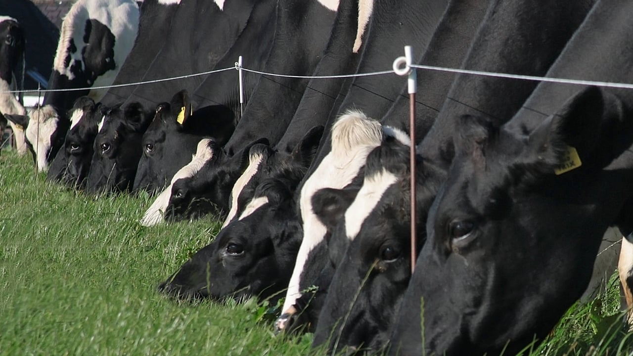 Global milk production sees first growth decrease since 2019