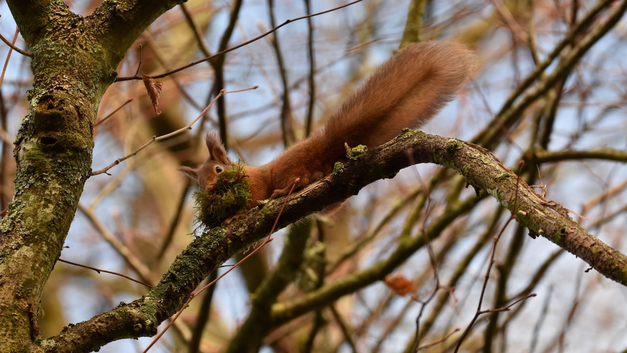 Non-native conifer plantations  may negatively impact red squirrels – study