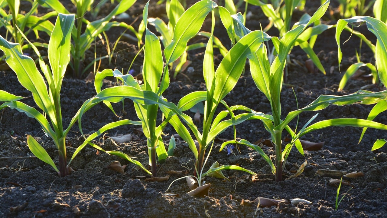 National Soils Inventory now free-to-use