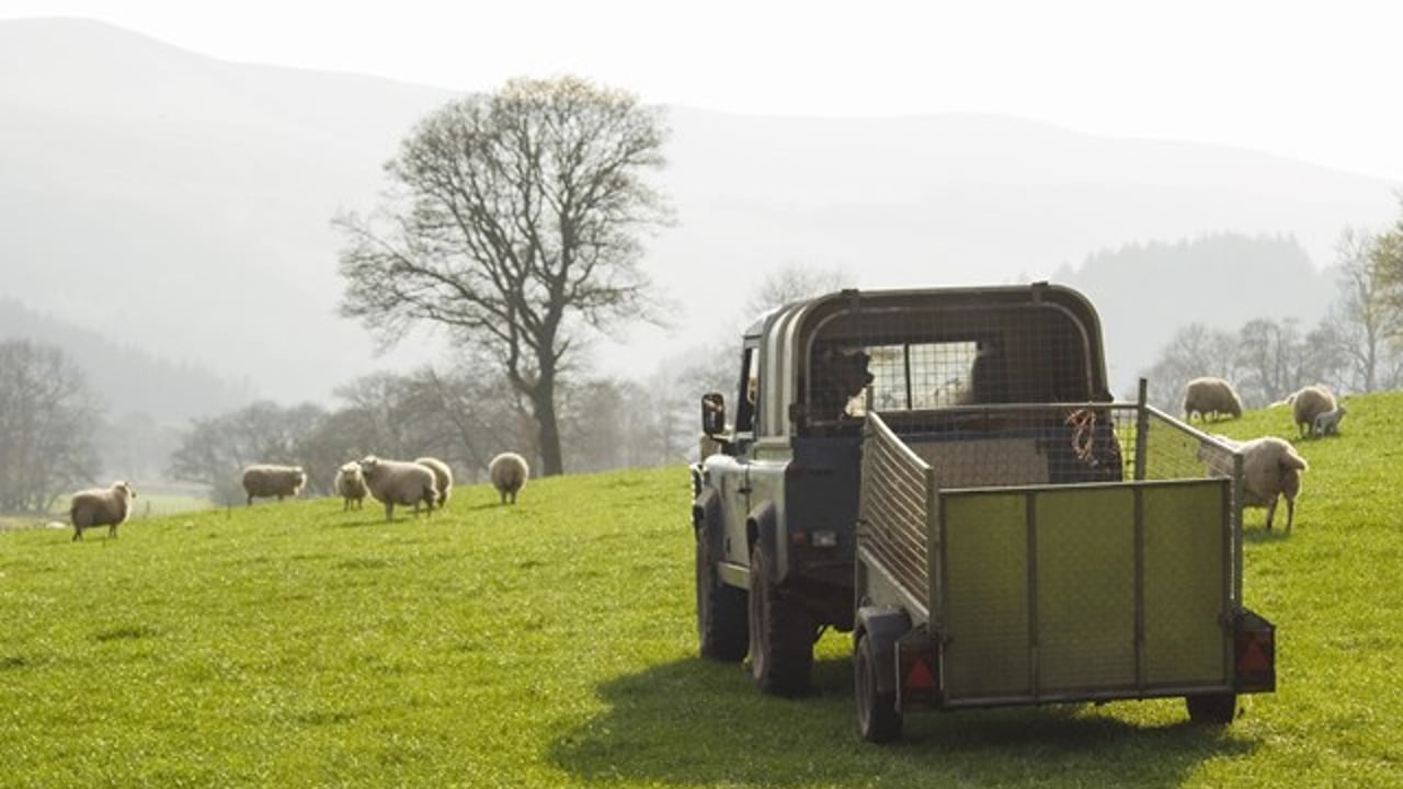 Welsh sheep and goat farmers reminded to submit inventory