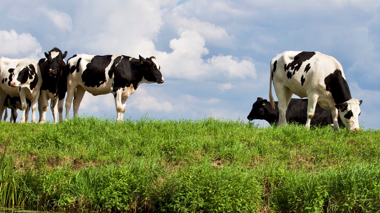 Survey highlights importance of local abattoirs