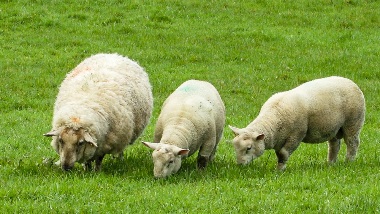 SCOPS issues high nematodirus warning