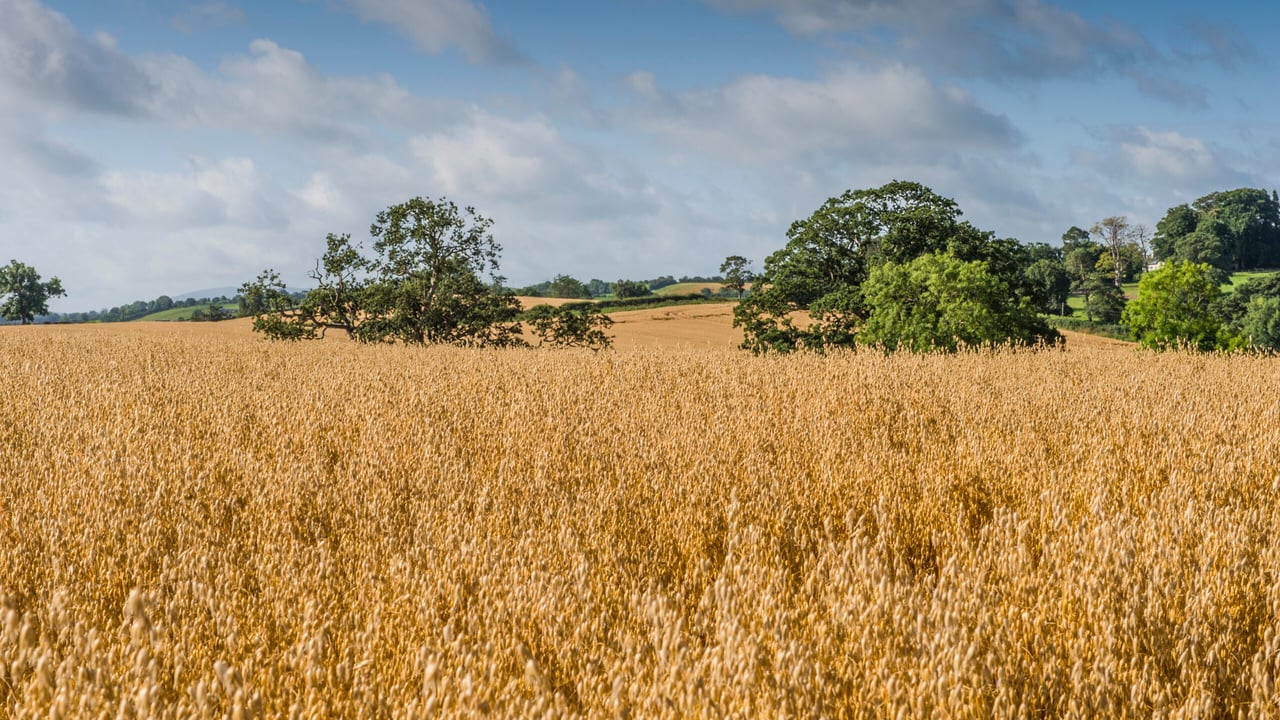 White’s Oats receives new £5m deal with Aldi