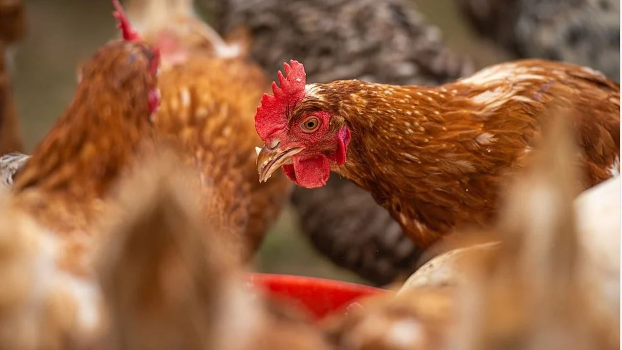Bird flu confirmed in Cambridgeshire and Devon