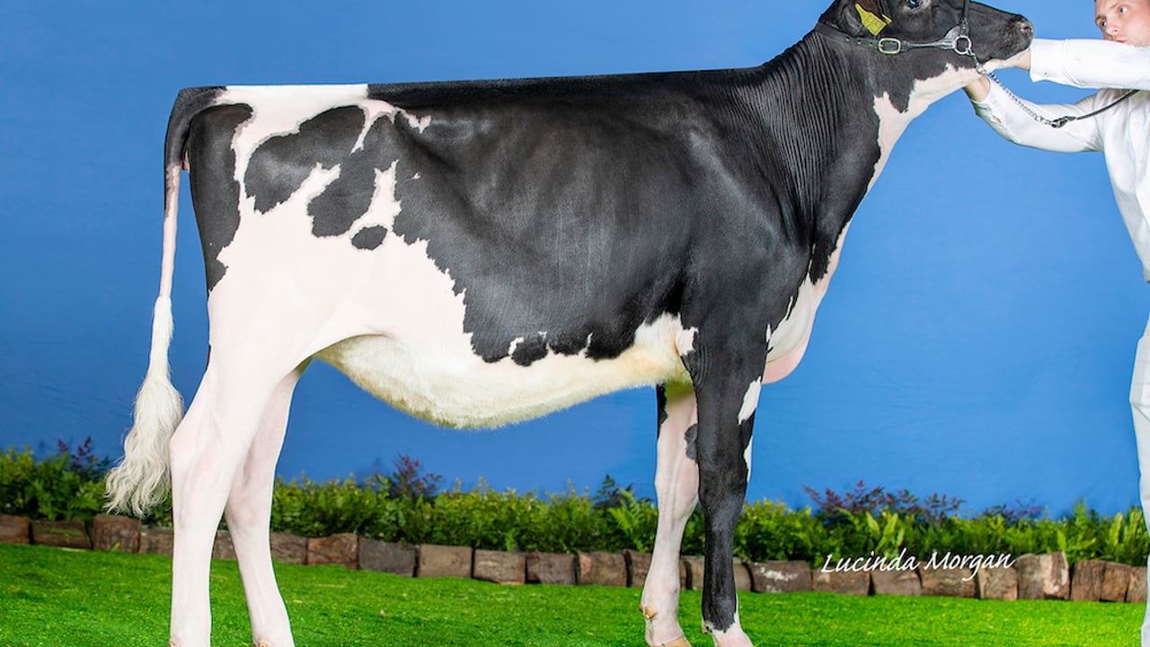 Winners of the Holstein UK All-Britain Awards announced