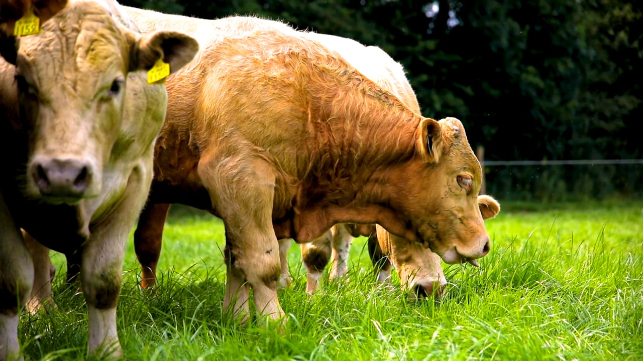 COP27: GRSB to represent beef industry