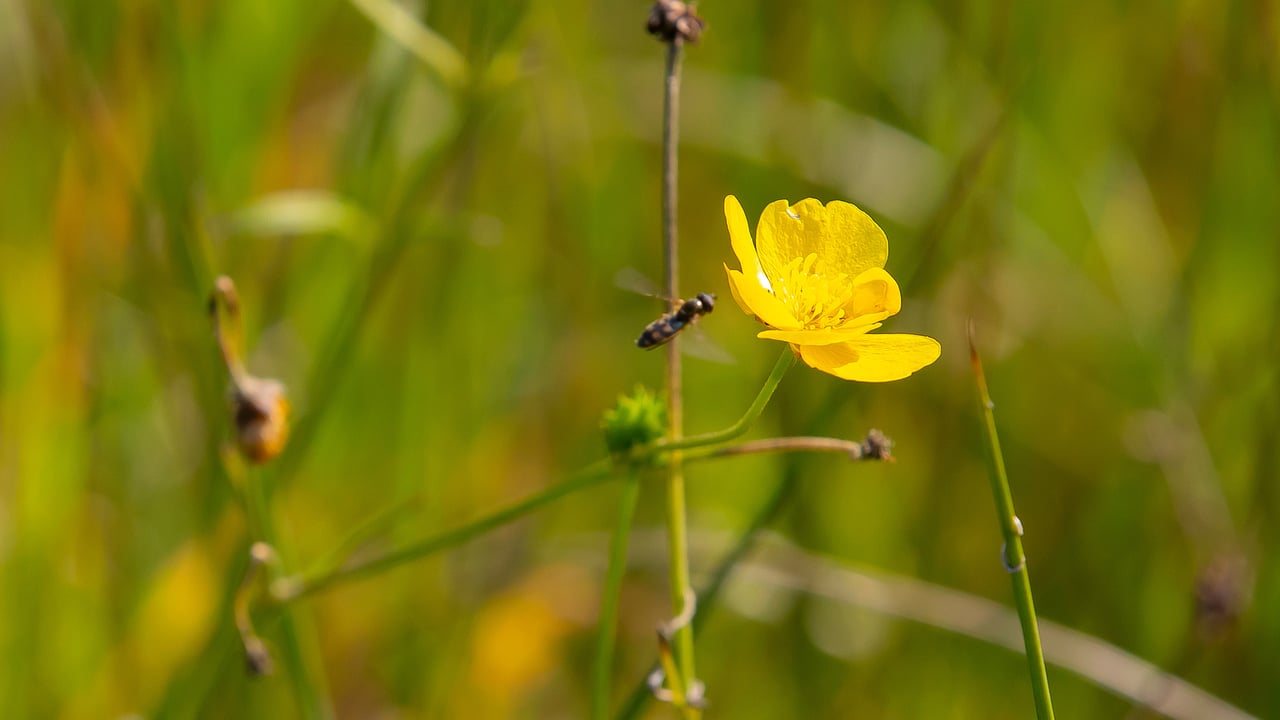 Research: Biodiversity loss has effect on global food markets