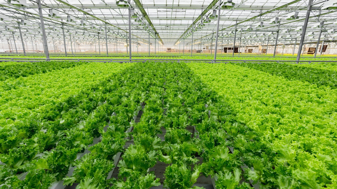 NFU launches growth strategy for UK horticulture sector