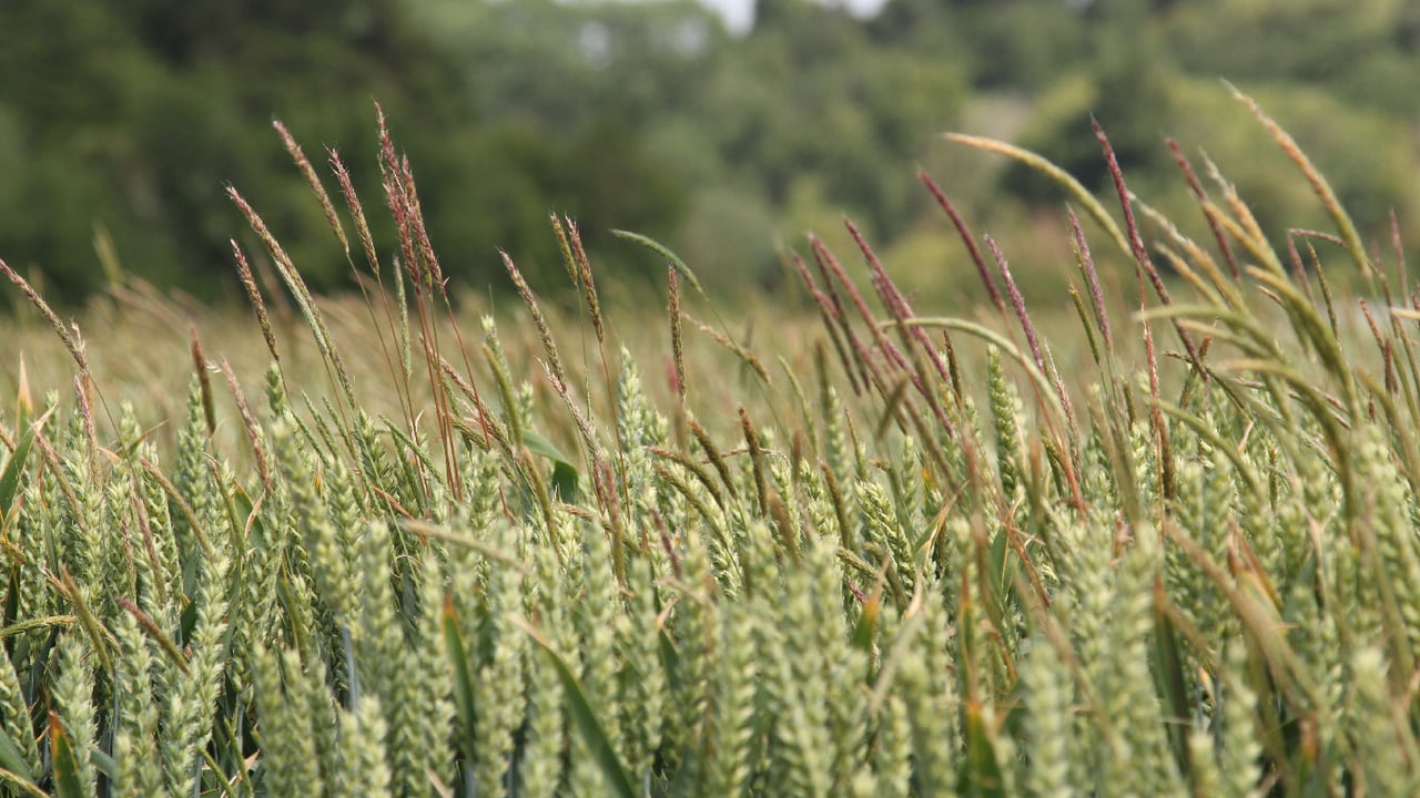 Implementing the cultural control of blackgrass