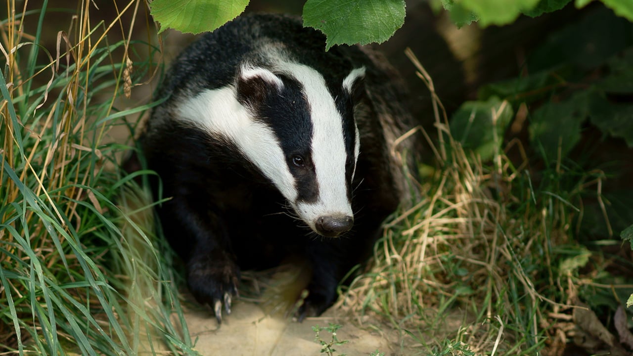 Wildlife groups to legally challenge badger cull in NI