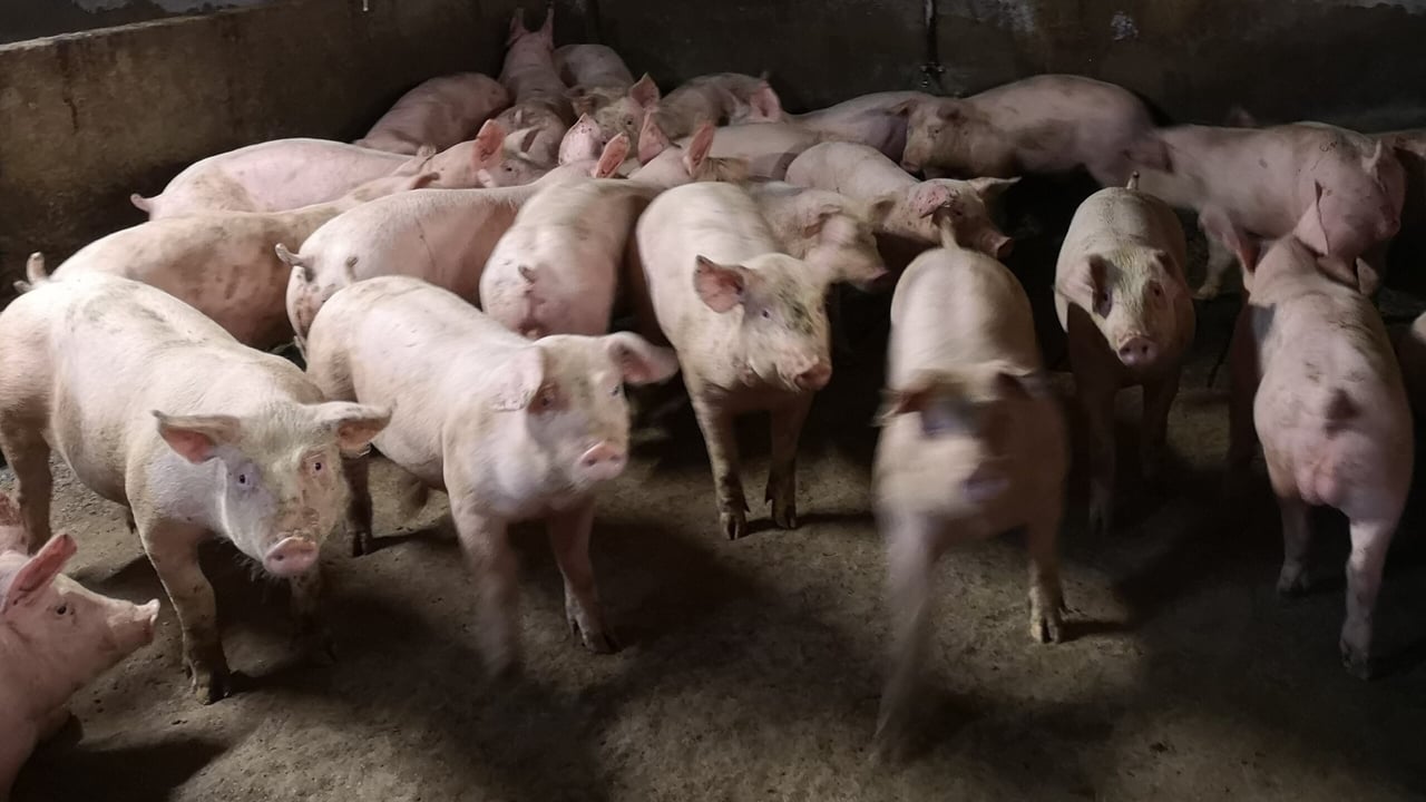 ‘Geopolitical tensions will limit growth in herd numbers’- AHDB
