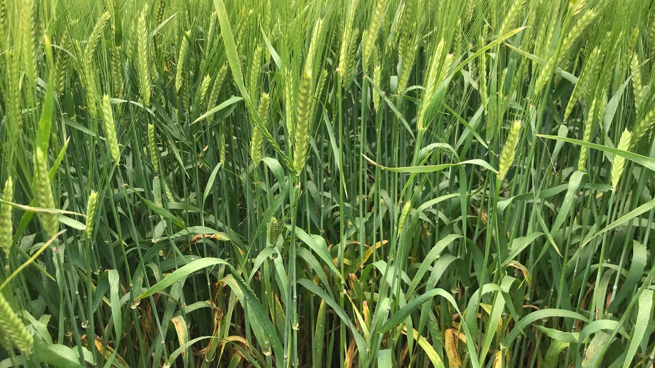 NI cereal crops ahead of normal for time of year