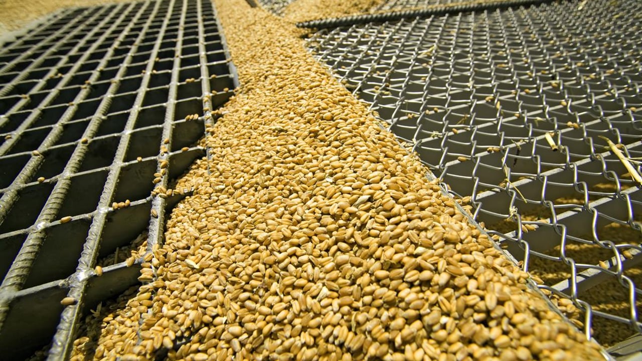 25m tonnes of maize still in Ukrainian feed stores