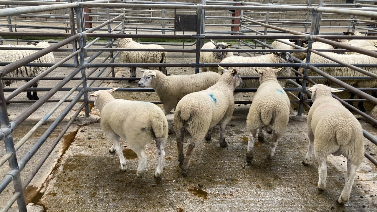 Blenheim Estate launches campaign against sheep worrying