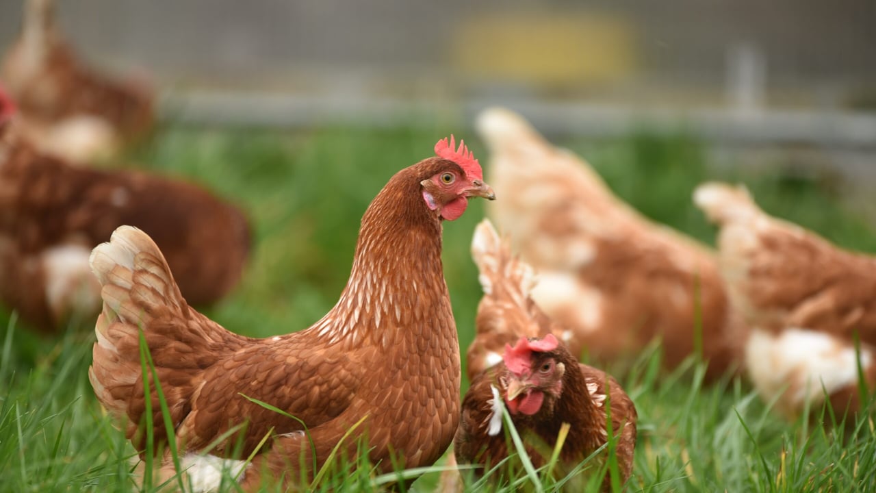 Bird flu prevention zone declared across Great Britain