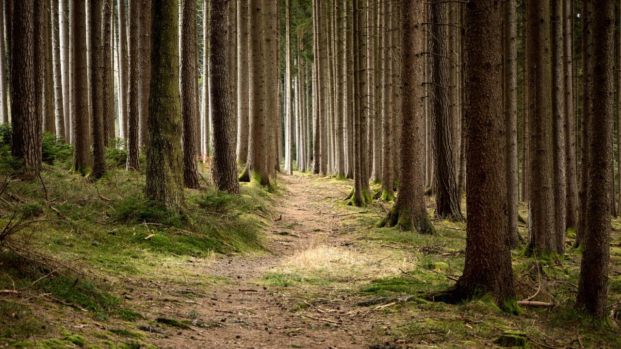 Phytophthora pluvialis tree disease found in Shropshire