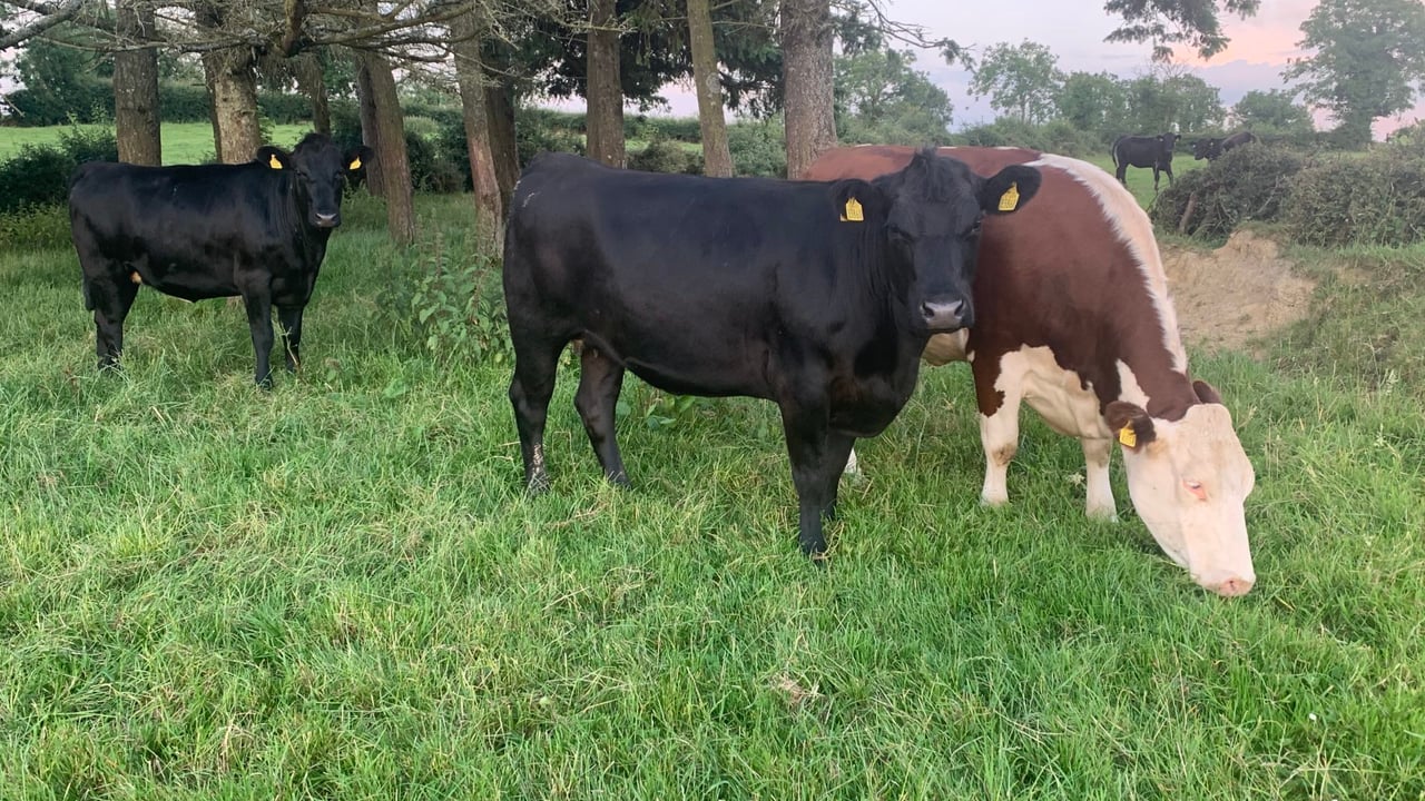 Irish beef price surpasses UK price for first time in 11 years