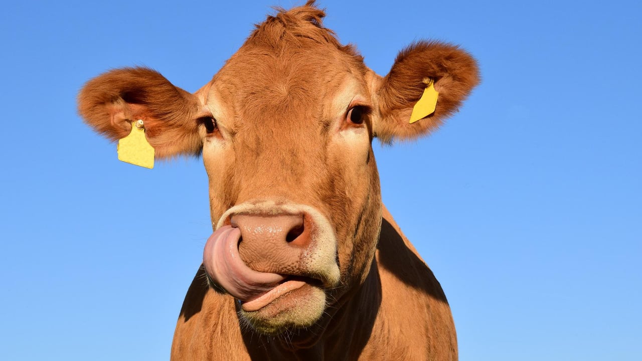 Livestock methane-reducing product gets commercial contract in Oz