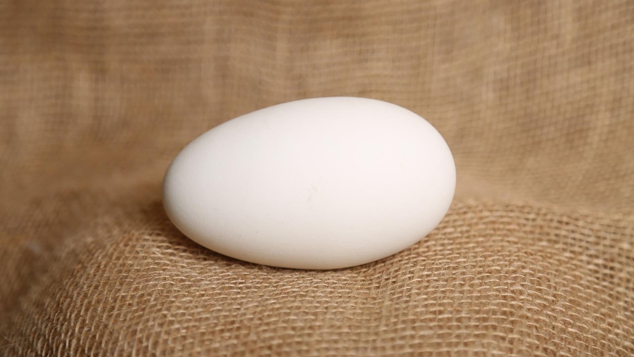 Co-op suspends purchase of Quack! eggs due to animal-welfare concerns
