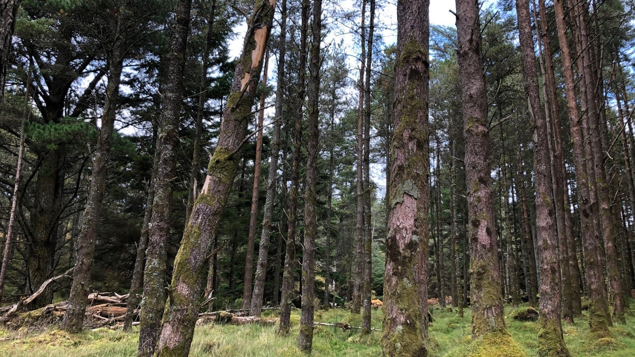 Welsh govt to invest £280,000 into forestry-related skills fund