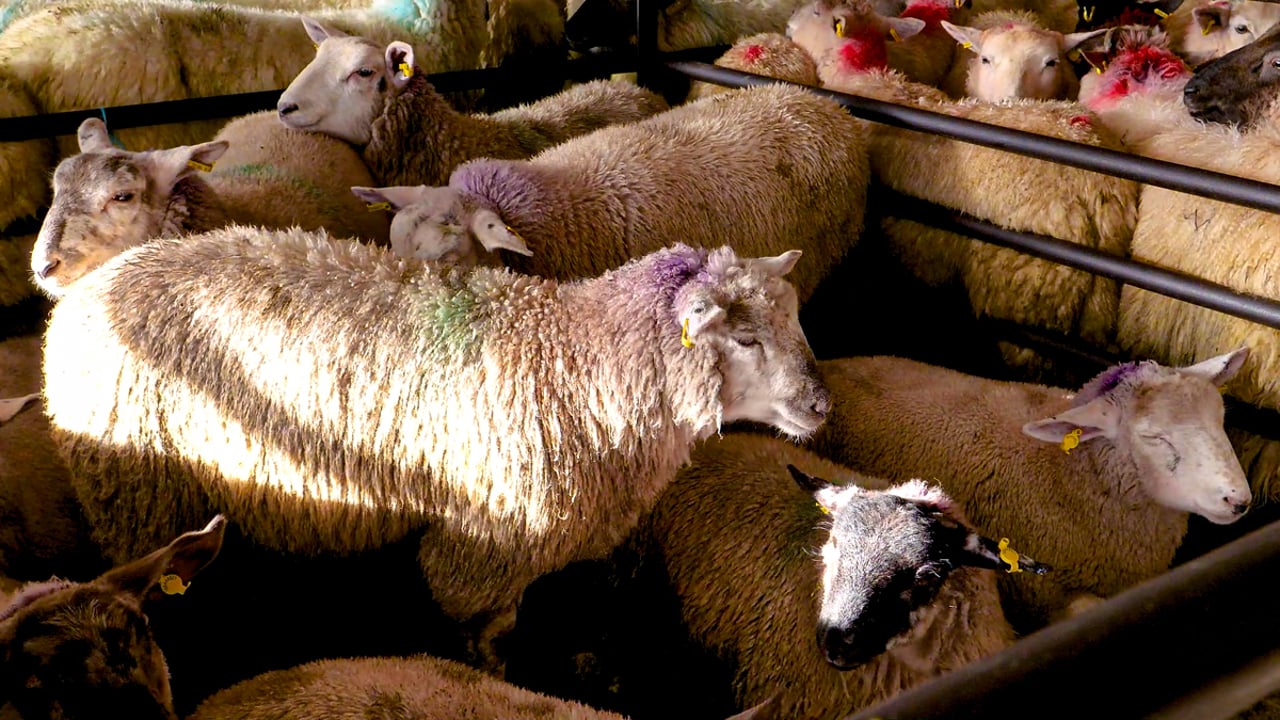 Northern sheep trade: Lamb prices edge upwards