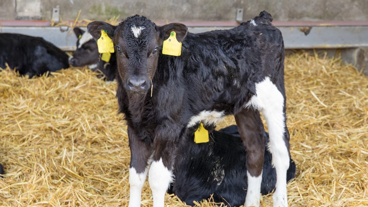 Great British Calf Week to focus on using data for farm decisions