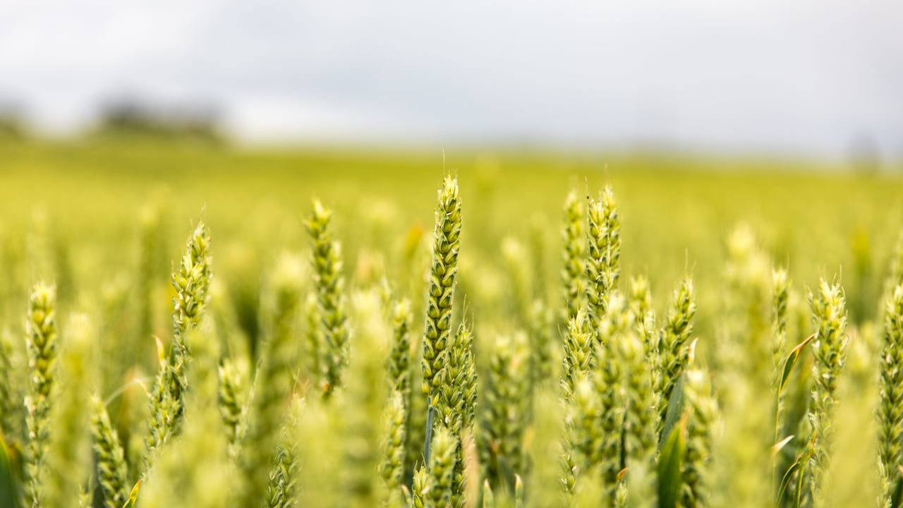 UPL offers 50 farmers 20ha of Vitalroot to trial on-farm