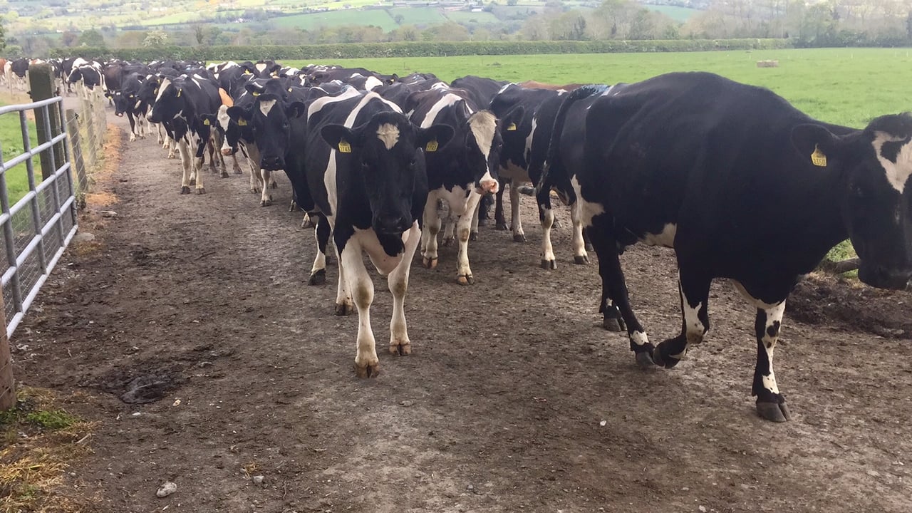 Breeding season: Time to pull the bull