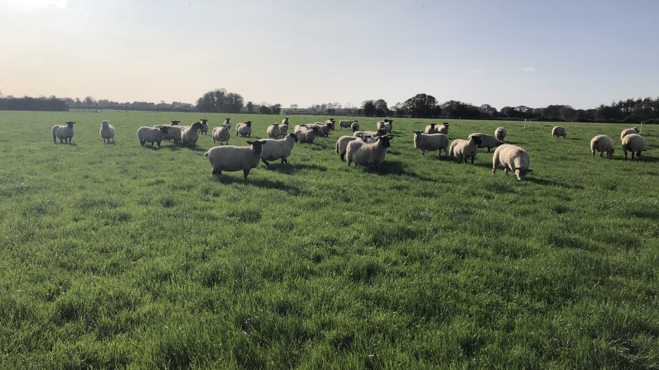 Sheep management: Giving time to put condition back on ewes