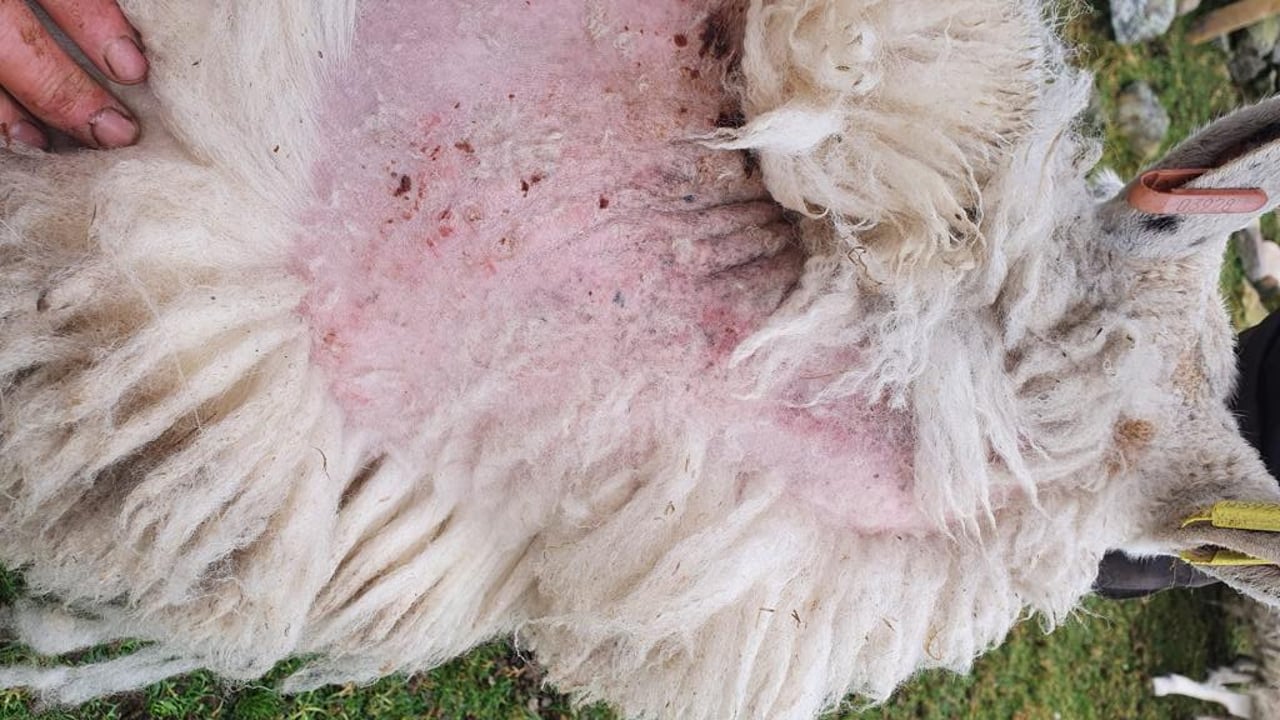 New campaign to drive down sheep scab infestations