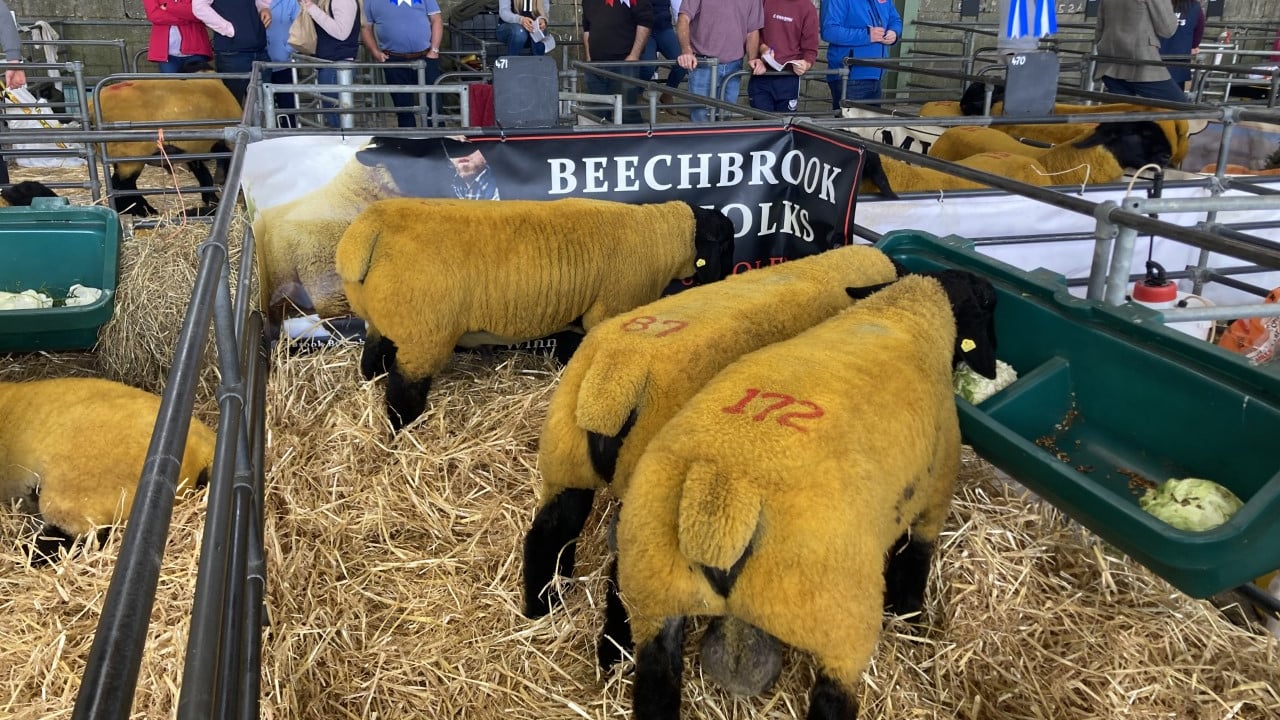 Video: €5,200 tops the trade at Suffolk premier sale at Blessington