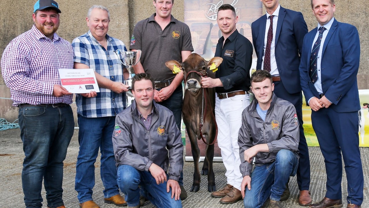 Jersey heifer comes out on top at Multi-Breed Dairy Calf Show