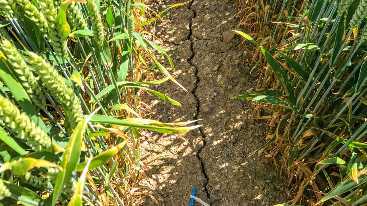 Dutch farmers hit by water shortages due to drought