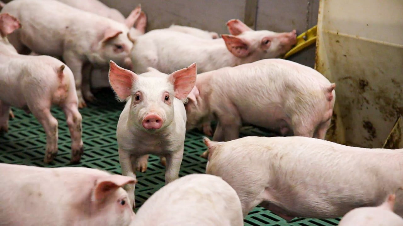AHDB: GB pig prices continue to fall week-on-week
