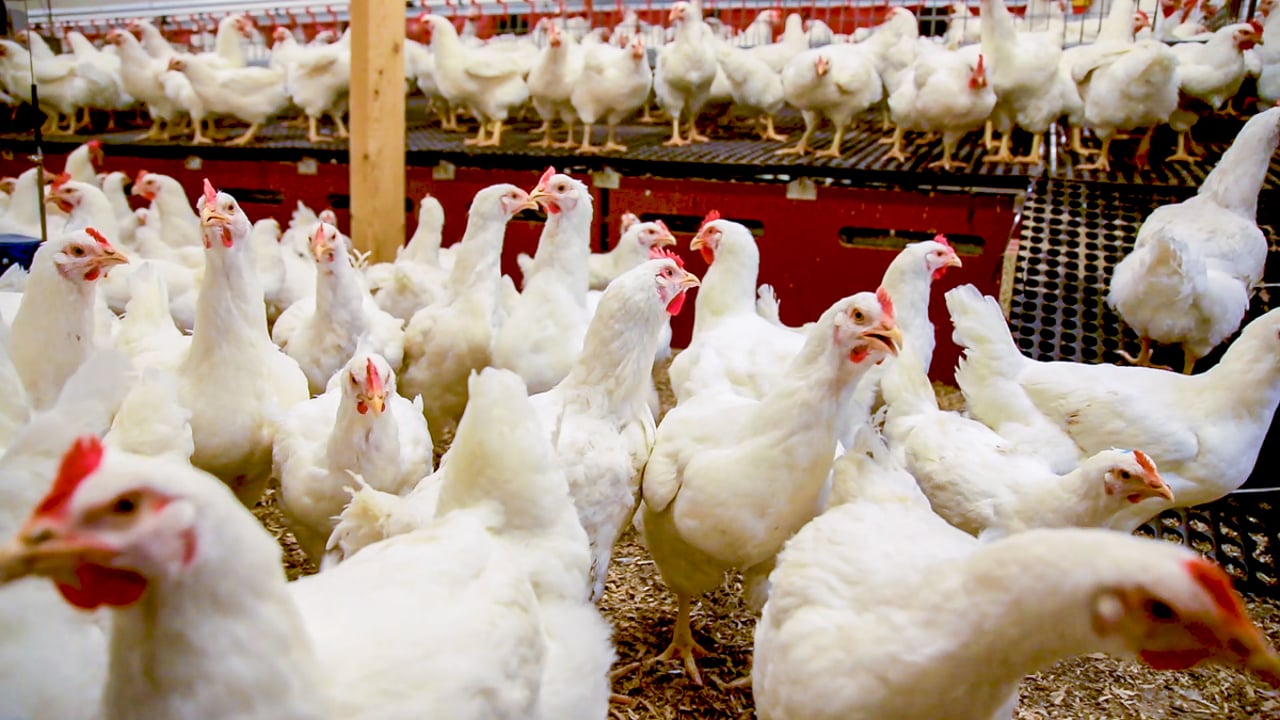 Bird flu: 2 poultry workers  test positive for virus
