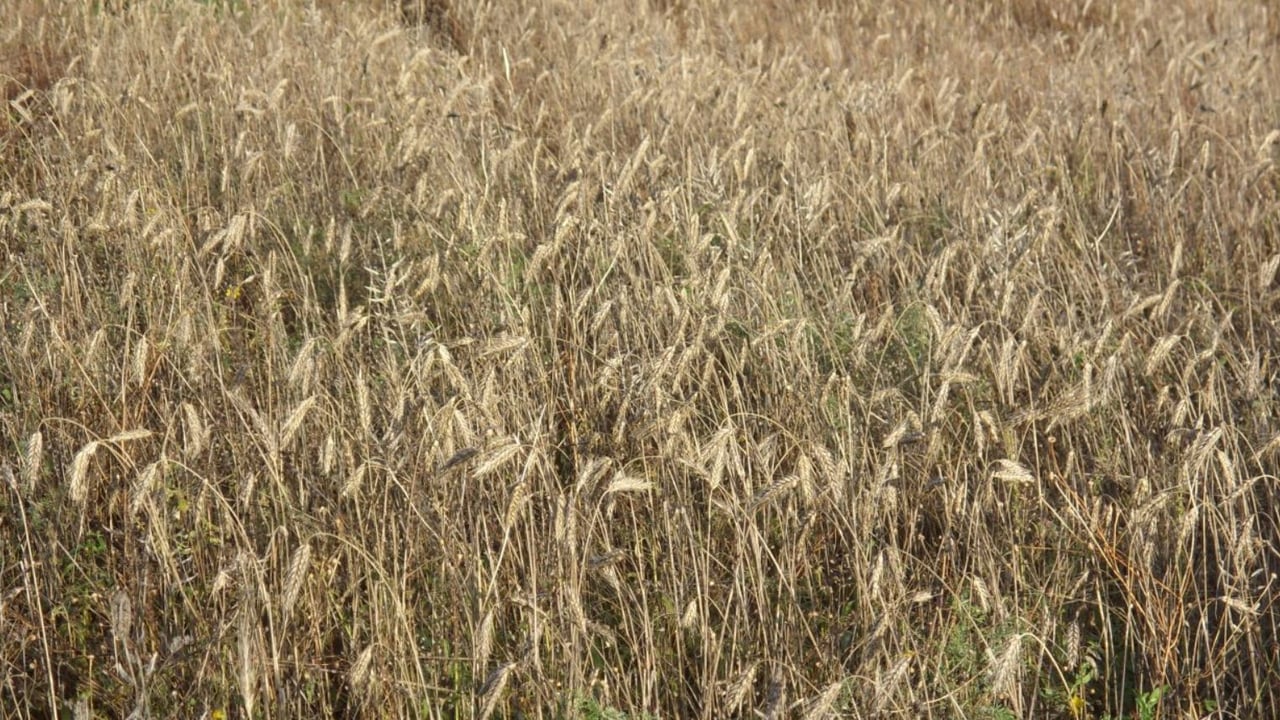 Survey: High input costs accelerate uptake of agtech
