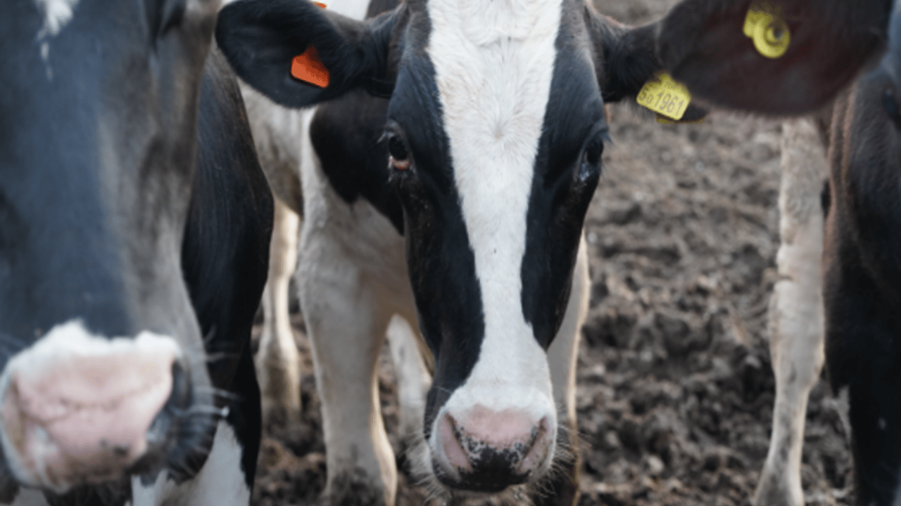 Animal activists protest at UK Dairy Day in Telford