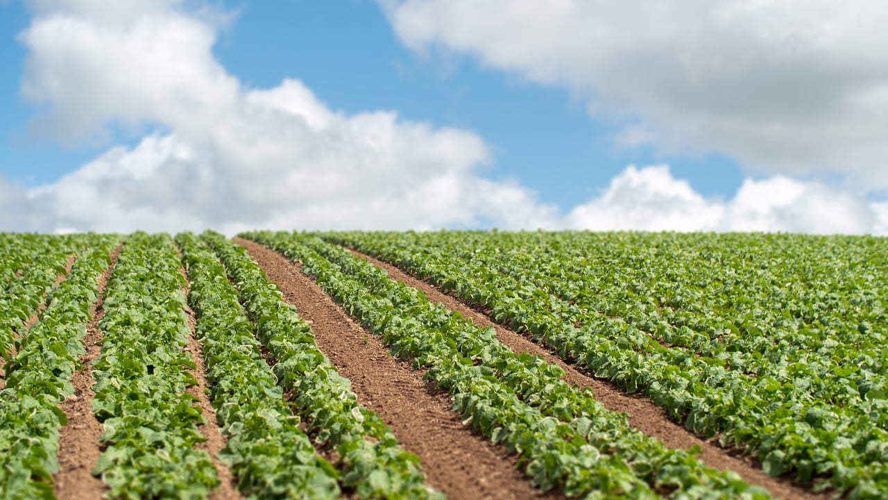 Inflation within food sector is ‘well above’ published levels
