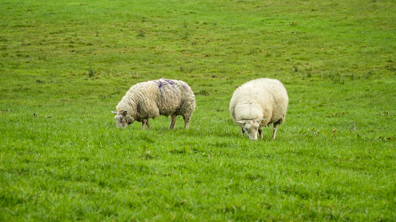 Dog kills sheep and leaves lamb ‘highly distressed’ in Daventry