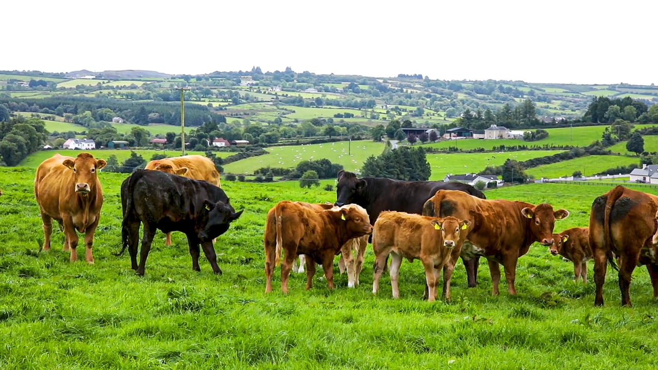 Irish beef exports to UK likely to see ‘significant increase’ in 2025