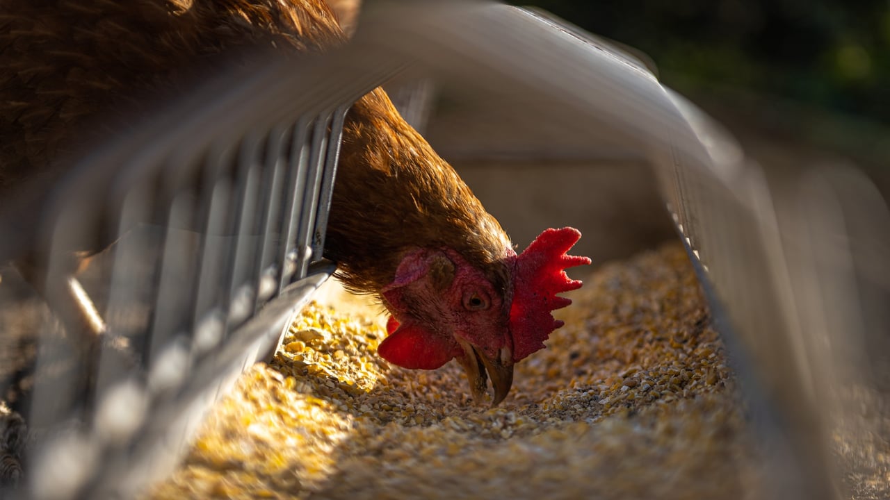 Bird flu: Housing order comes into force in Wales today