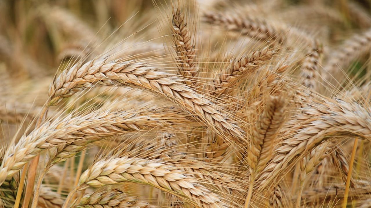 New gene discovery ‘sows hope’ of drought resilience in wheat