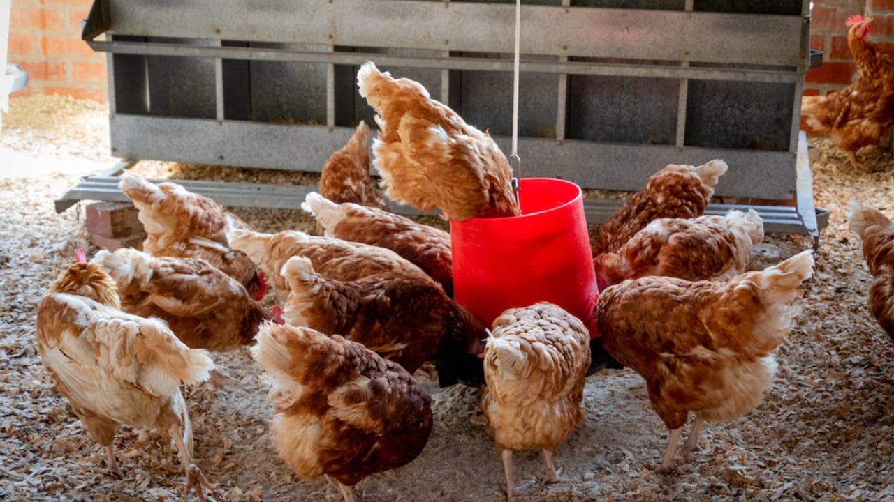 10 rivers at risk of becoming ‘dead zones’ due to chicken farm pollution