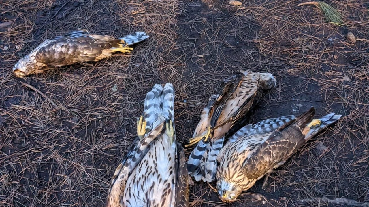 £14,000 offered for info on 5 wild birds found shot in Suffolk