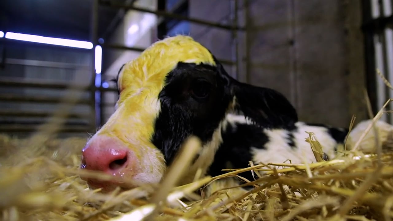 Feeding colostrum to calves: Teat or tube?