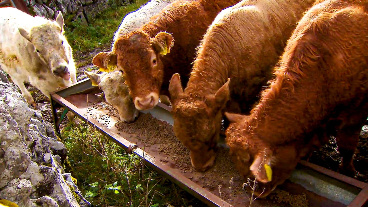 Farmers for Action labels farmgate prices ‘a disgrace’